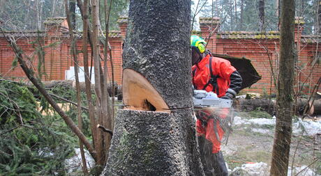 Спил деревьев в Москве и Московской области, цены на услуги