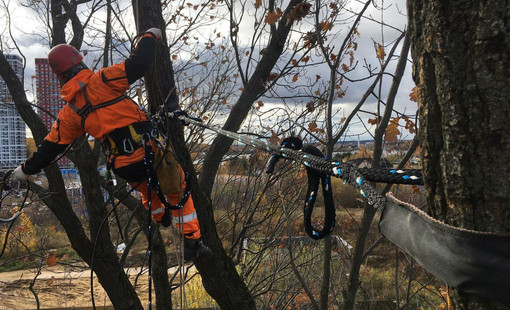 Способы укрепления деревьев